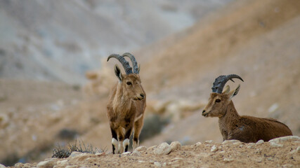 Desert Ibex