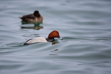 Common Pochard (Aythya ferina) bird in the wild.