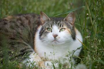 Naklejka na ściany i meble cute and beautiful tricolor cat resting in the green grass