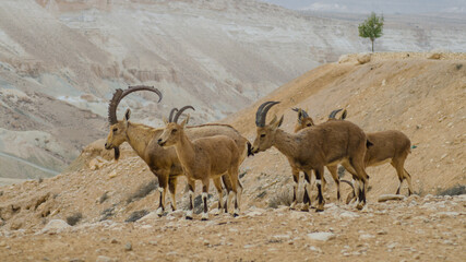 Desert Ibex