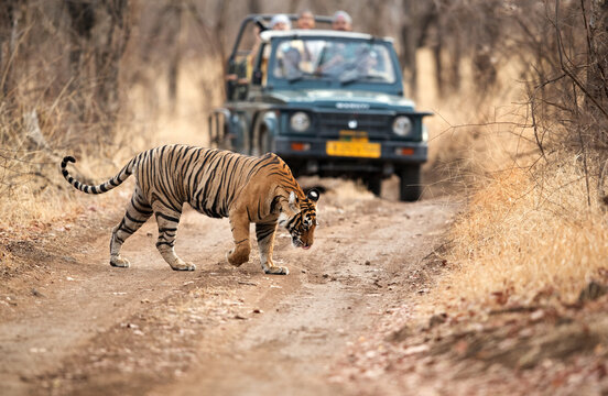 Fototapeta RANTHAMBORE, INDIA-APRIL 30: Tourist on Safari jeep watching tiger crossing the road at Ranthambore National Park, Sawai Madhopur, India on April 30, 2018