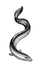 Ink sketch of Japanese eel - obrazy, fototapety, plakaty