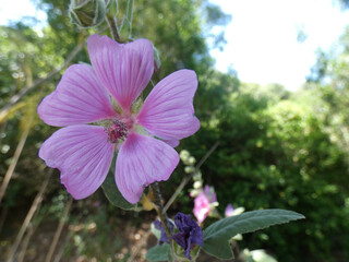 Fiore selvatico