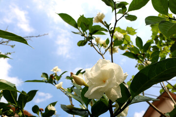 White Gardenia flowers in garden