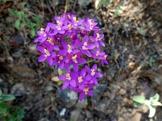 Fiore selvatico