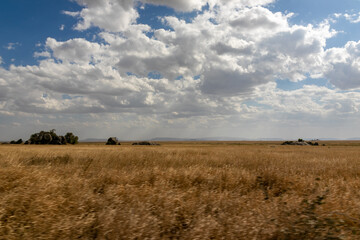 Fototapeta na wymiar タンザニア・セレンゲティ国立公園の道から眺める、果てしない平原と青空