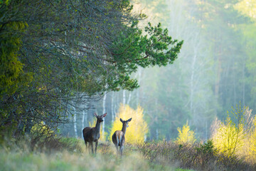 Couple of deer on a forest path