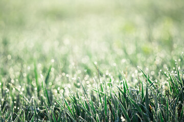 Dew drops on green grass