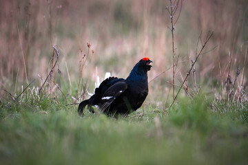 Black grouse on meadow