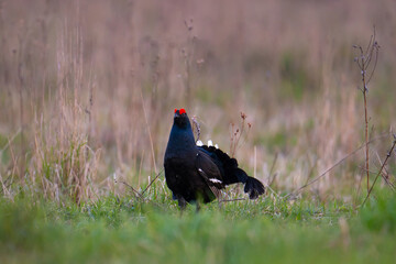 Black grouse