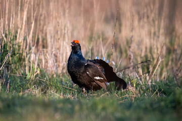 Black grouse in spring nature. Lek Black Grouse with red crest on meadow in the morning. Spring wildlife scene. Hunting background.