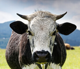 Vache de race Vosgienne.
