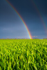 Bright rainbow over green field