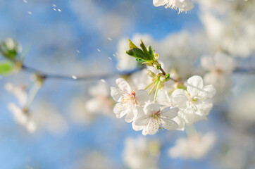 cherry blossom in spring