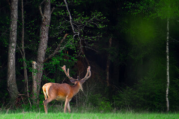 Deer with antlers in forest