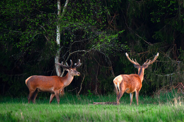 Two deer with antlers on meadow