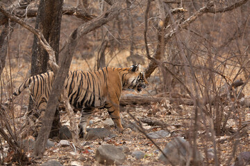 Obraz na płótnie Canvas Tiger, Noor cub inside the bushes