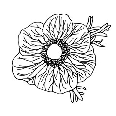 Hand drawn anemone flower in outline style. Vector isolated on white background. Top view