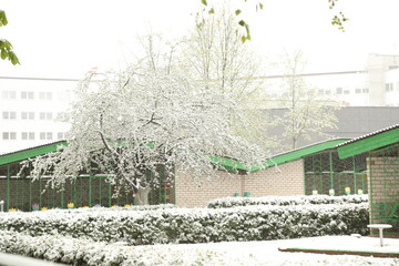 Snowy day in May in Daugavpils (Latvia)