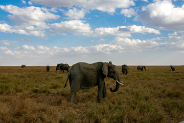 Fototapeta na wymiar タンザニア・セレンゲティ国立公園で見かけた、アフリカゾウの群れと青空