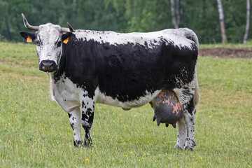 Vache de race Vosgienne.