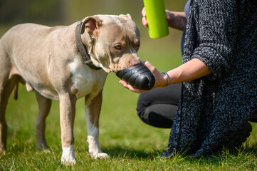 Hund der Trinkt