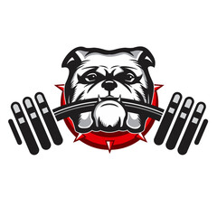 Buldog Dog Vector Illustartion Logo Design. Buldog Dog with Weight in Mouth. Logo Design for Fitness, Bodybuilding, Training, Exercising..... 