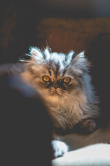 chat