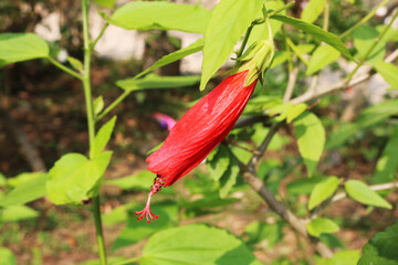 Red Chinese Rose flower 