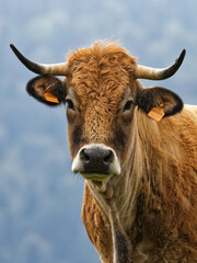 Vache de race Aubrac