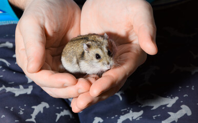 The funny Djungarian dwarf hamster is in male hands in indoors.