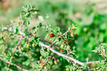 A red ladybug is sitting on a leaf.