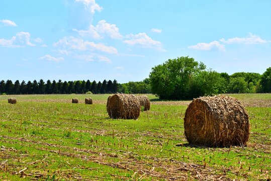 Large bales of corn stalk sileage in a Wisconsin field.   The round agricultural bails rest on their sides in the field.   