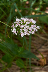 Valeriana montana 