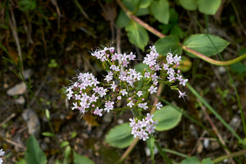 Valeriana montana 