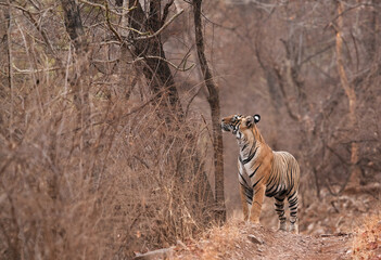 Tiger, Noor cub smelling the tree at Ranthambore Tiger reserve