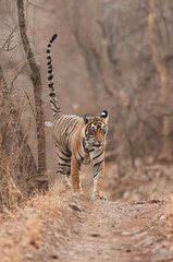 Tiger, Noor cub marking territory, Ranthambore Tiger Reserve