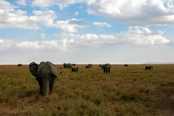 タンザニア・セレンゲティ国立公園で見かけた、アフリカゾウの群れと青空