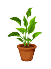 Fototapeta na wymiar Vector green houseplant in a pot isolated on a white background.