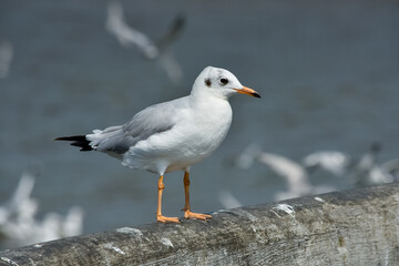 One seagull sits on a old sea pier. Close-up view