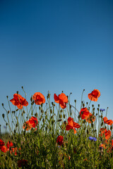 Obraz premium Mohnblumen auf Feld