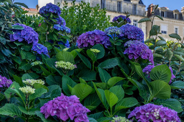 Summer green garden in Biarritz. Bright blue and violet color. Spring fashion. Green leaf.