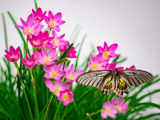 Beautiful butterflies resting on pink flowers.