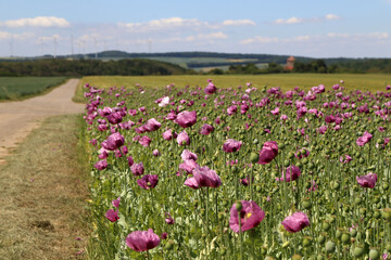 Field of red violett Poppy Flowers in Summer