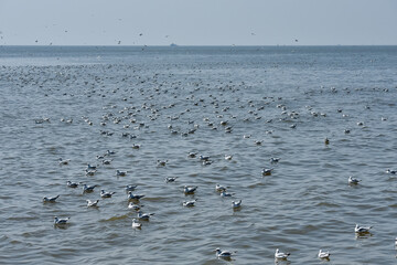 Seagulls sitting on the water and flying in the air against the backdrop of a floating ship