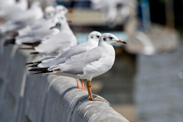 seagulls sitting on pier at sea. close-up view