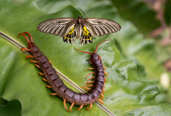 The centipede was hunting butterflies to eat, on the large green leaves.