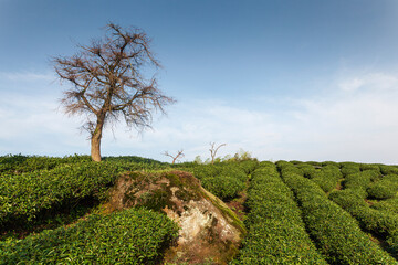 plantación de té en la montaña con un árbol en Taiwan