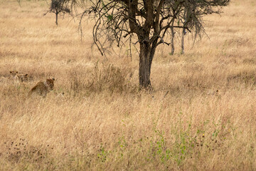 Obraz na płótnie Canvas タンザニア・セレンゲティ国立公園の草原で、遠くに見えるライオンの群れ