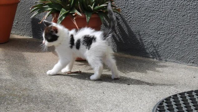 Un gatito jugando con una maceta 